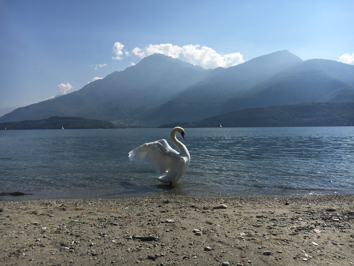 A swan spreading its wings on the beach with the lake and mountains behind